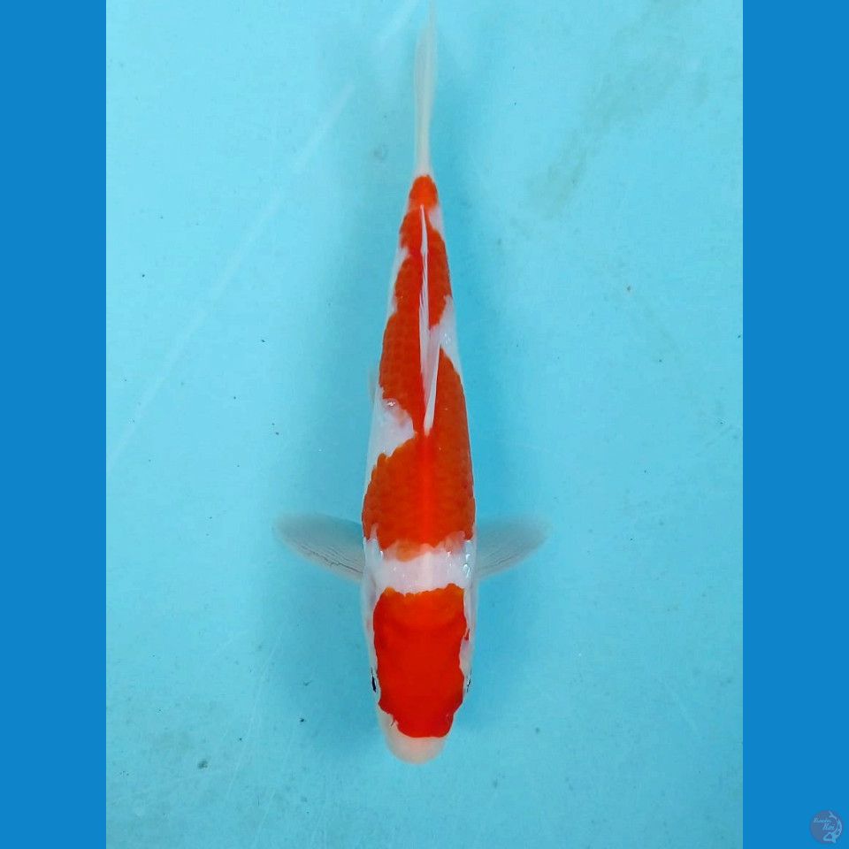 kohaku, 18 cm