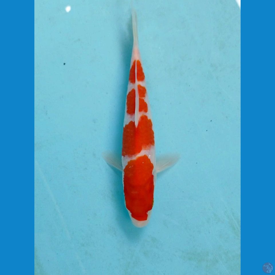 kohaku, 19 cm