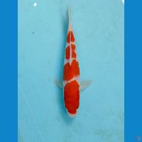 kohaku, 19 cm