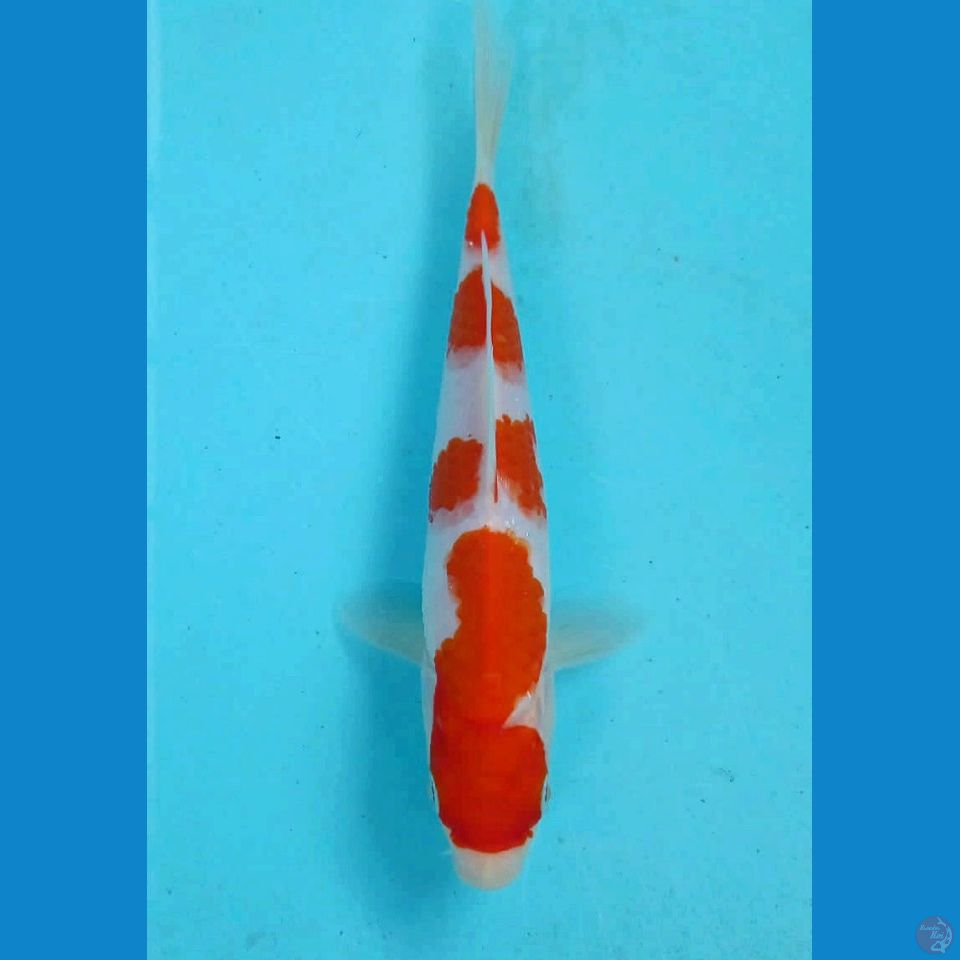 kohaku, 19 cm