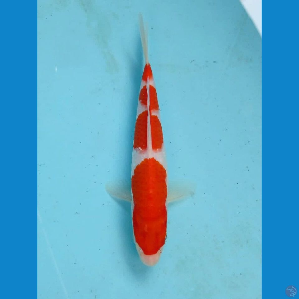 kohaku, 19 cm