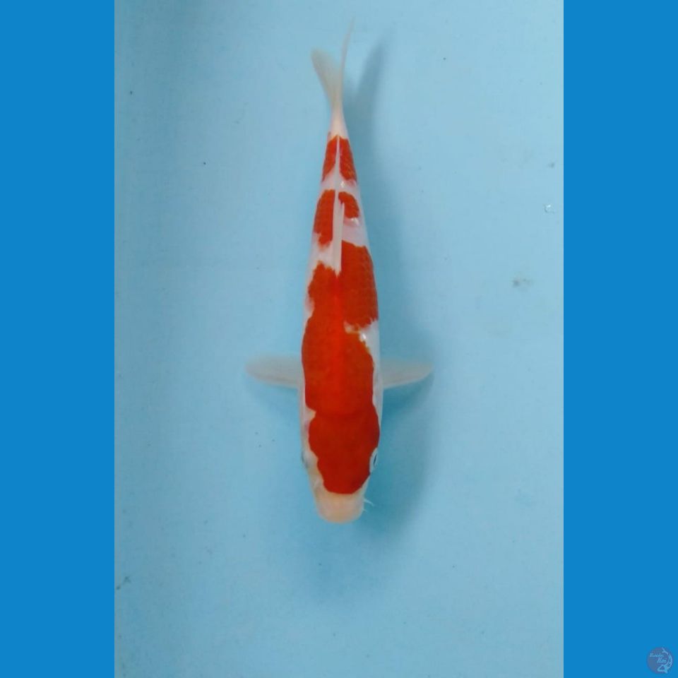 kohaku 21cm