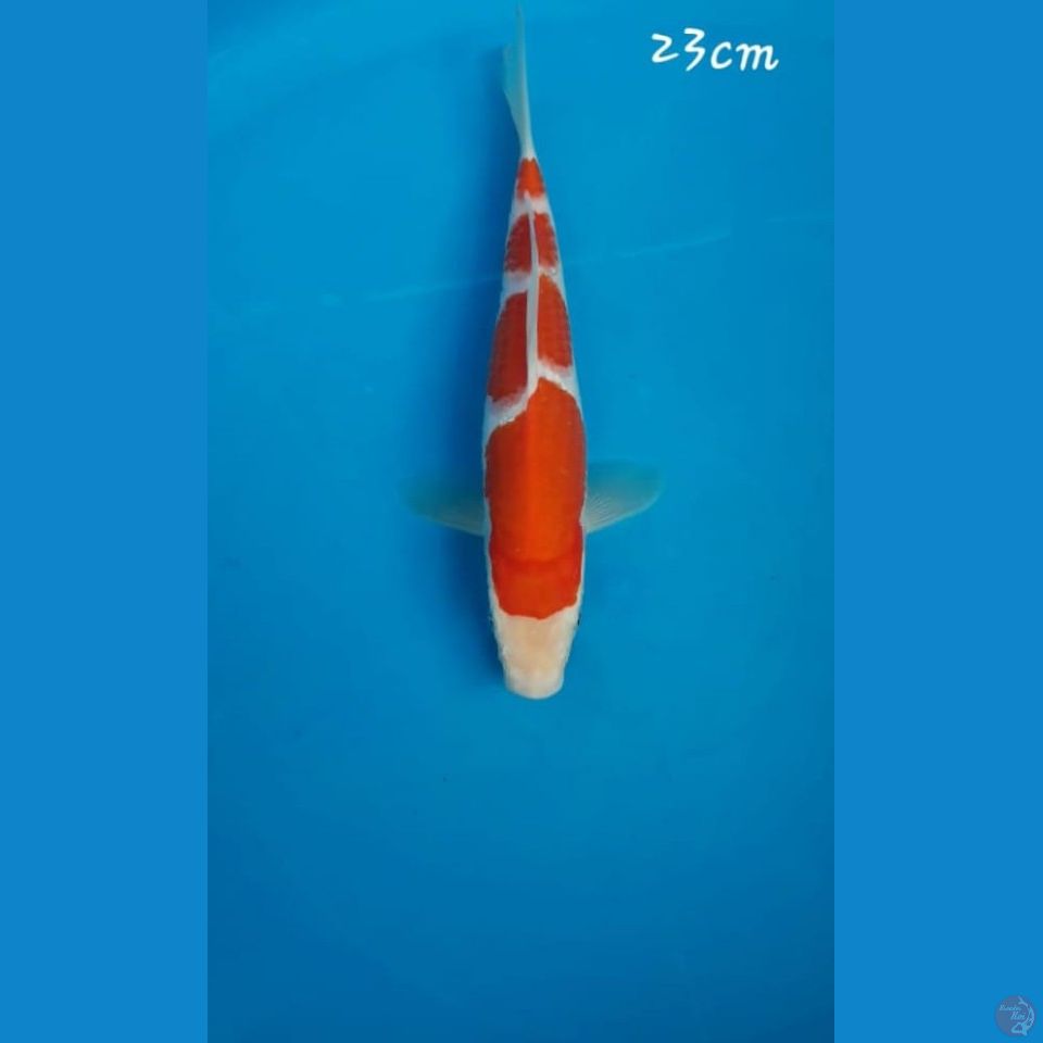 Kohaku 23cm