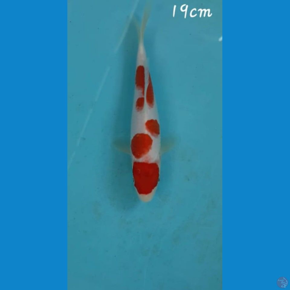 Kohaku 19cm