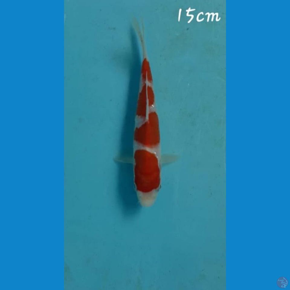 Kohaku 15cm