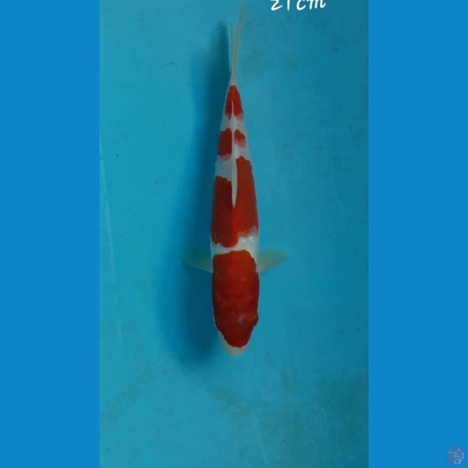 Kohaku 21cm