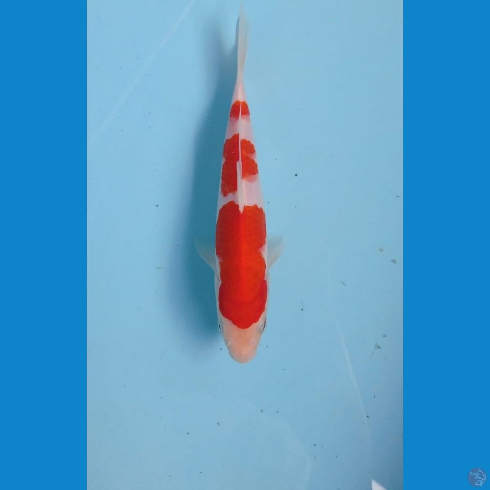 kohaku, 18 cm