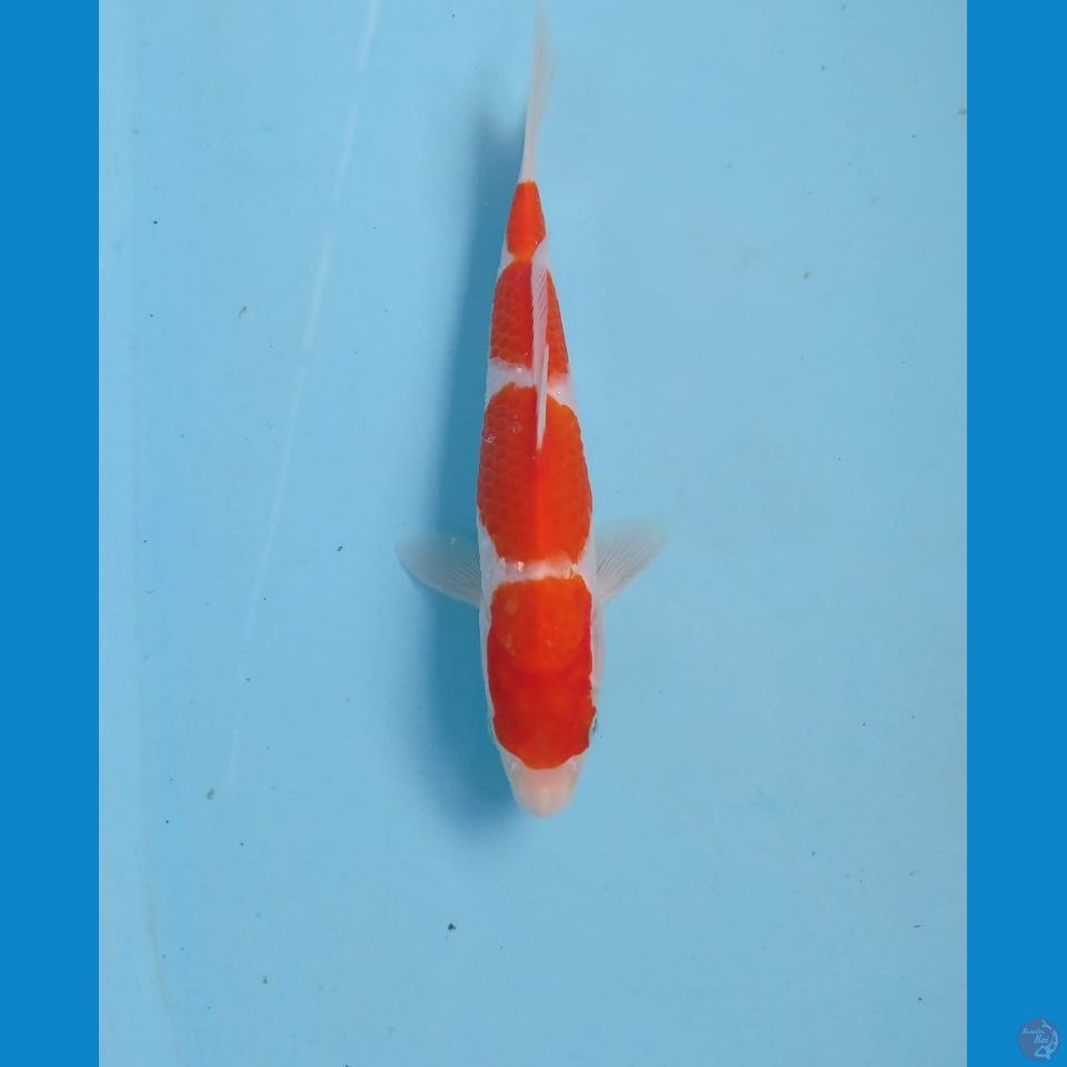 kohaku, 21 cm