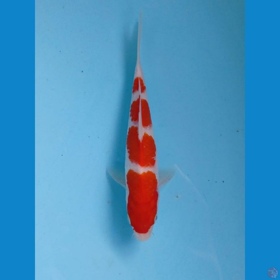 kohaku, 17 cm