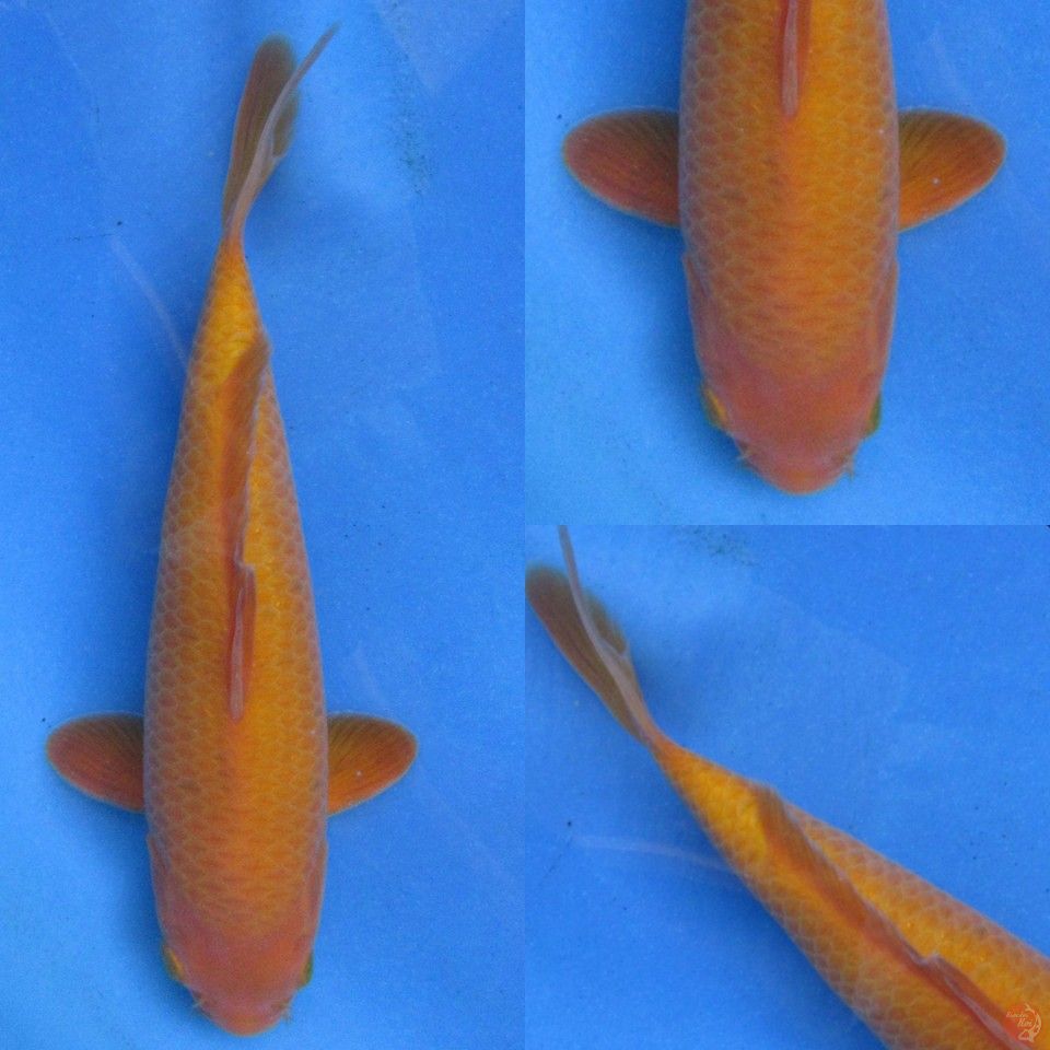 27cm Red Karashi