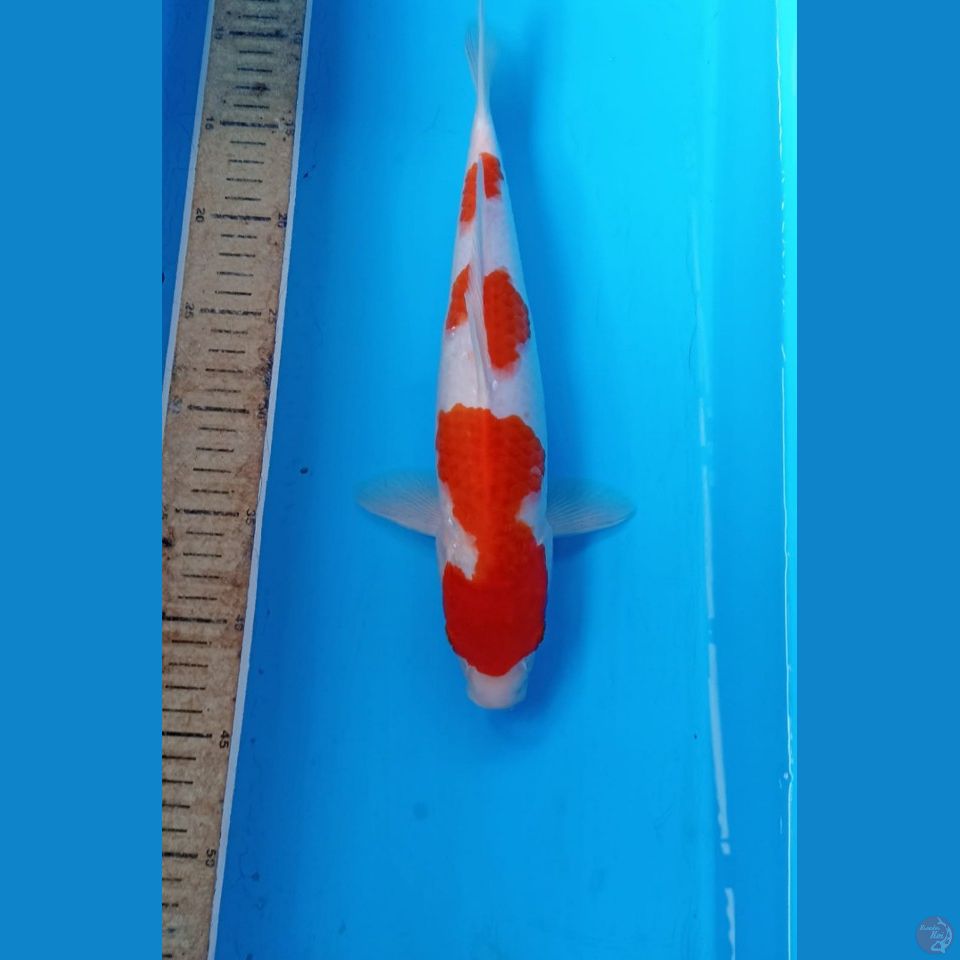 Kohaku 35cm