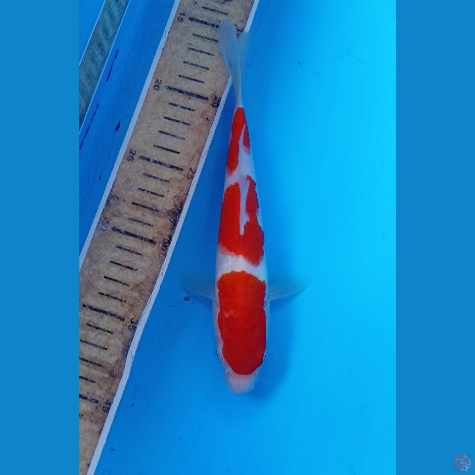 Kohaku 23cm