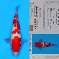 SAKAI SANDAN KOHAKU HQ 40BU 