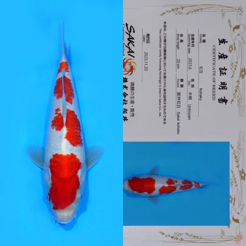 SAKAI YONDAN KOHAKU HQ 31CM