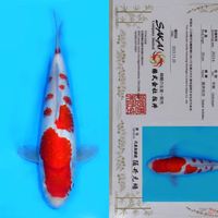 SAKAI SAKURA KOHAKU HQ 30CM