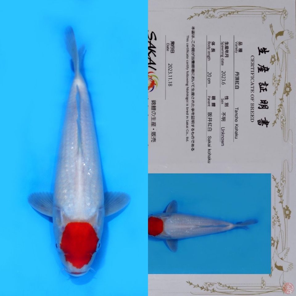 SAKAI TC KOHAKU HQ 30CM