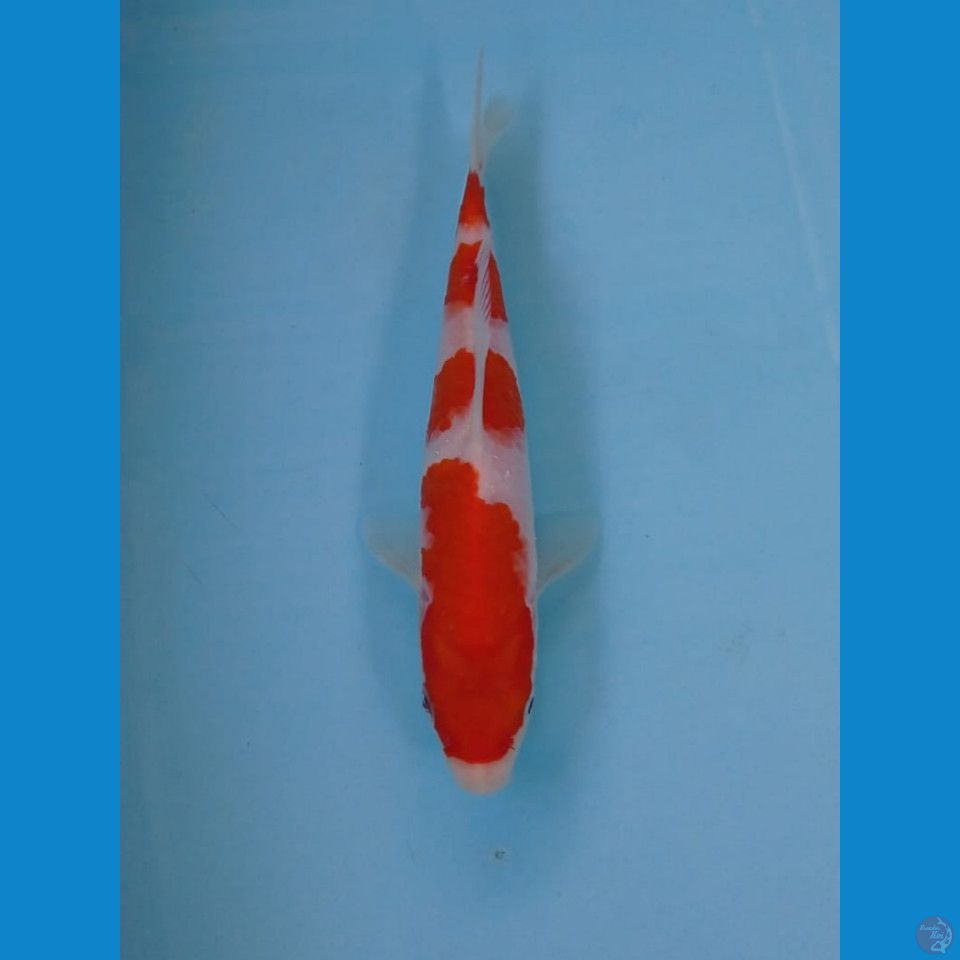 kohaku, 18 cm