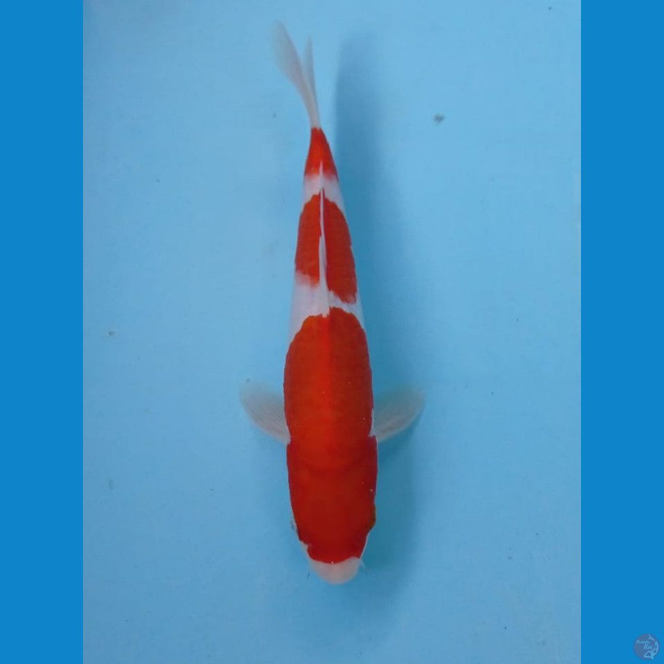 kohaku, 23 cm