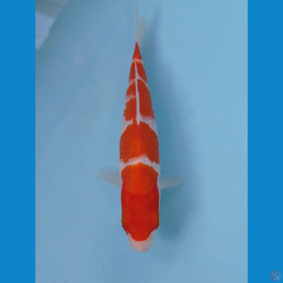 kohaku, 17 cm