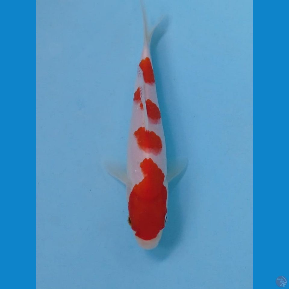 kohaku, 17 cm