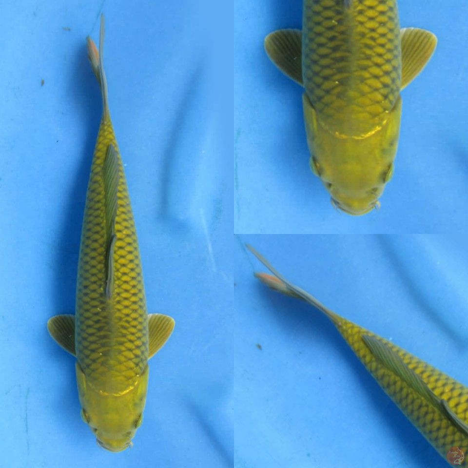 30cm, male midorigoi