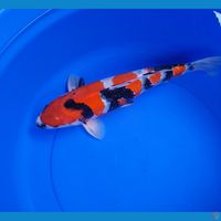 Showa male 42cm