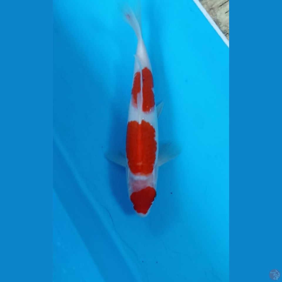 Kohaku 24cm