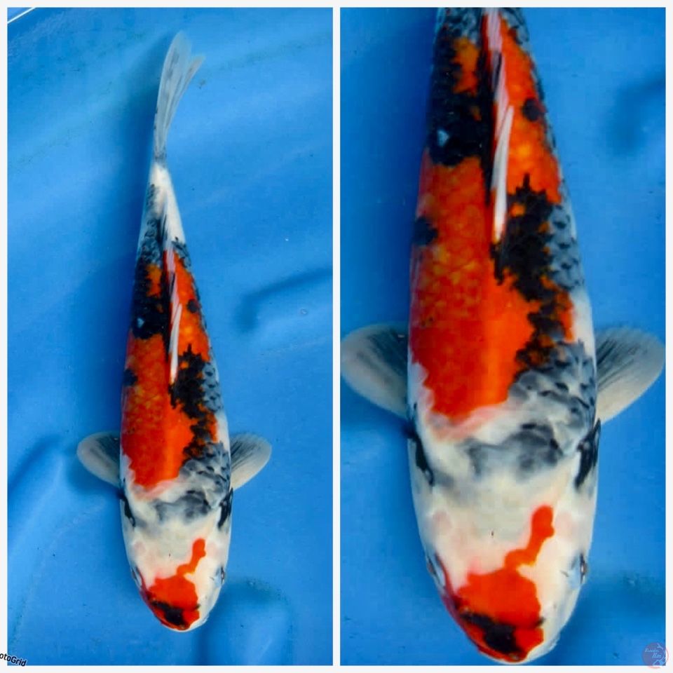 Showa F1 sakai 35cm