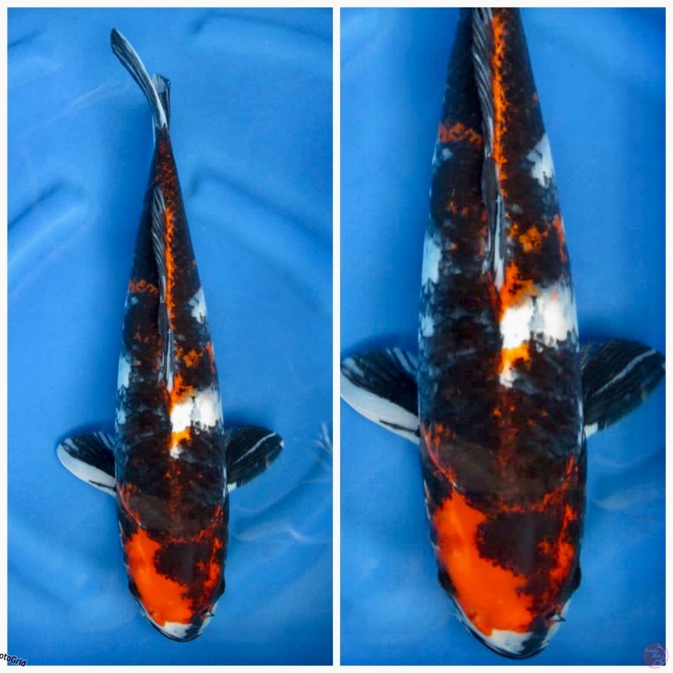 Showa jumbo F1 isai 43cm