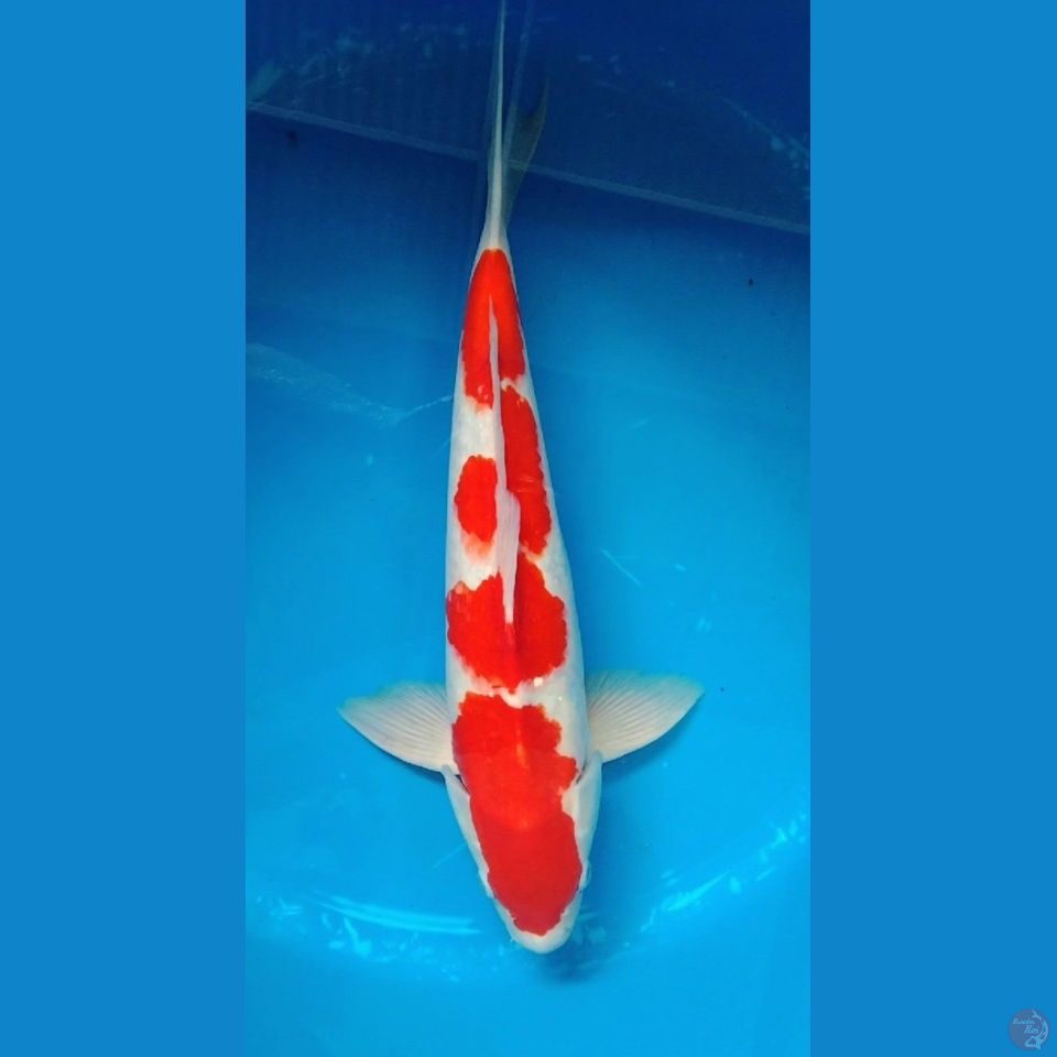 kohaku jumbo 42cm  HQ strong