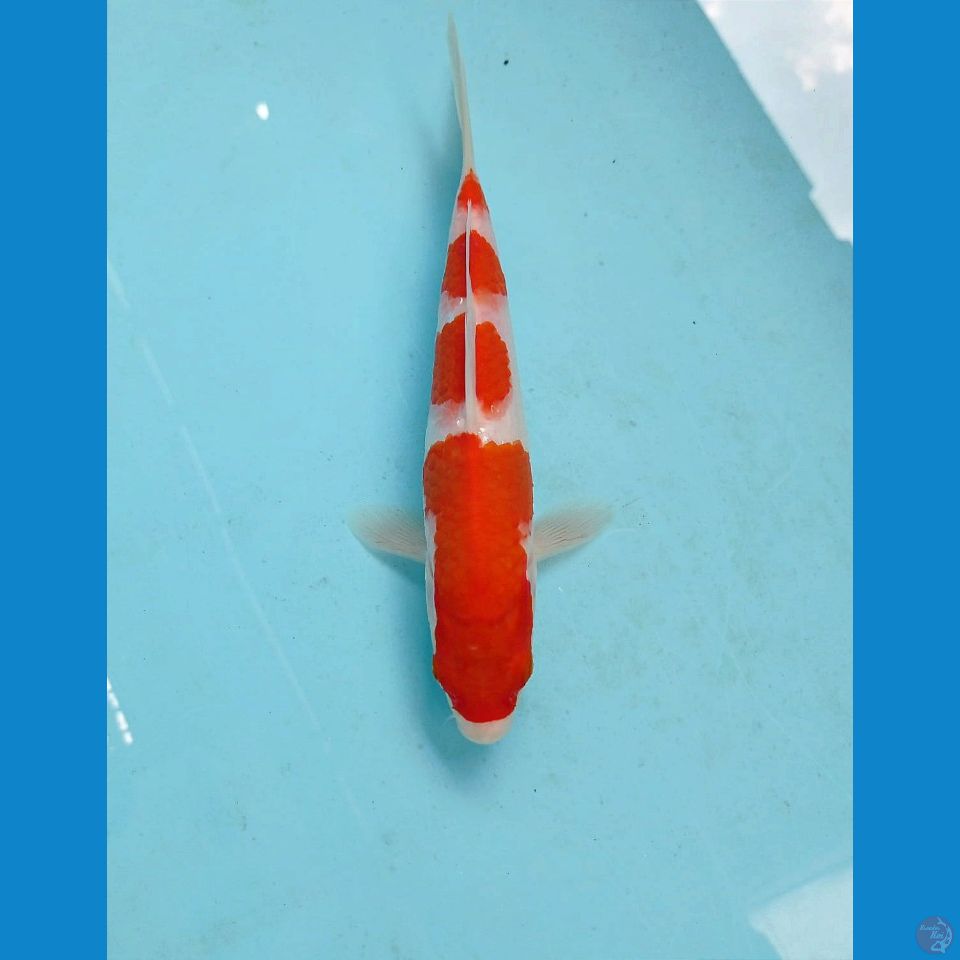 kohaku, 21 cm