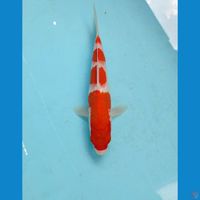 kohaku, 21 cm