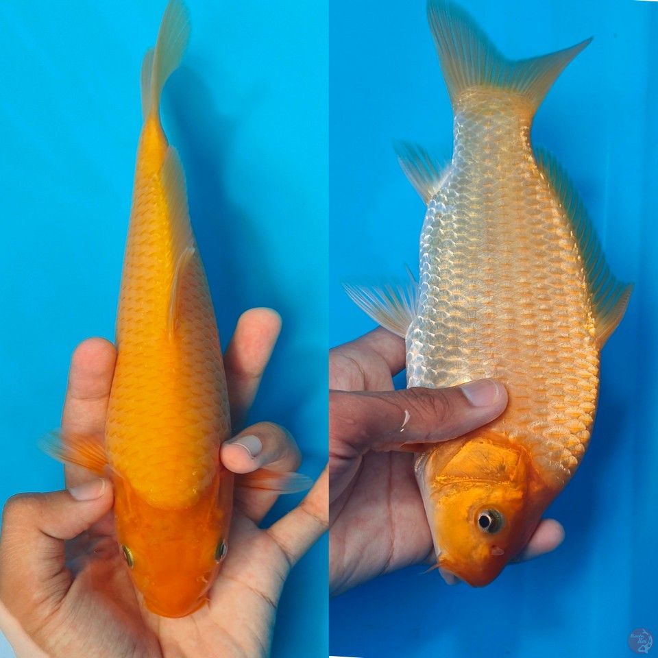 karasi manggo 26 cm line madina