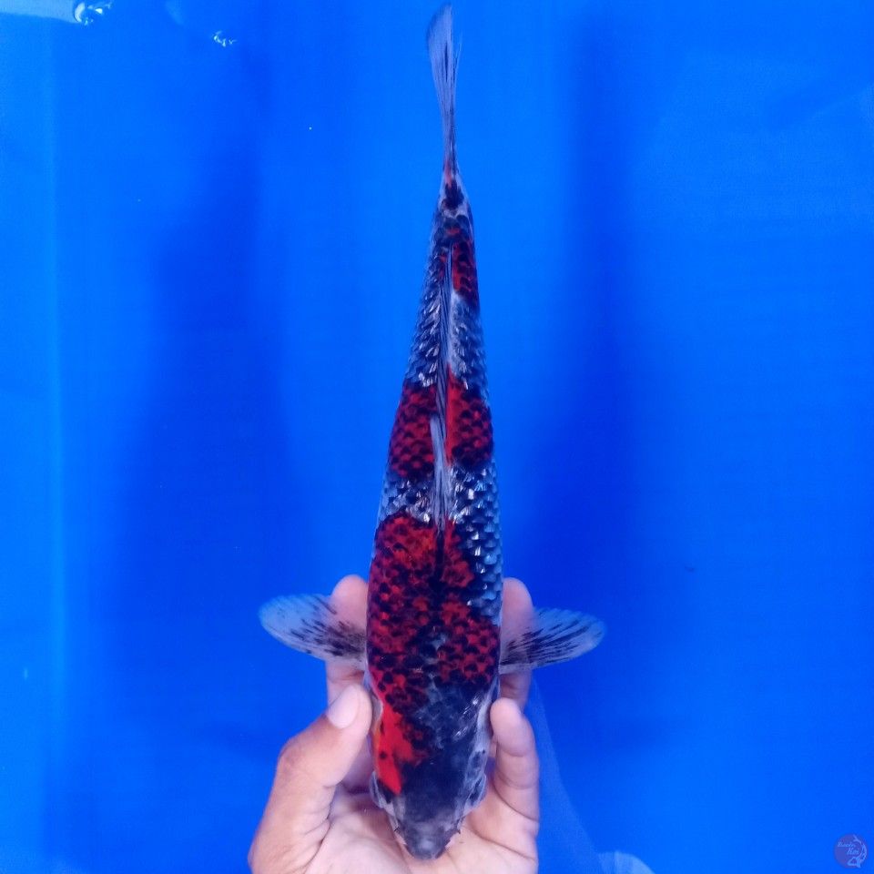 GOSHIKI GINRIN MALE 28CM