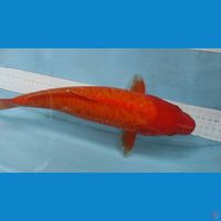 red karasi sisik naga 41cm