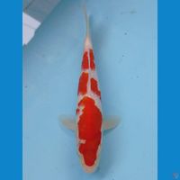 kohaku, 20 cm