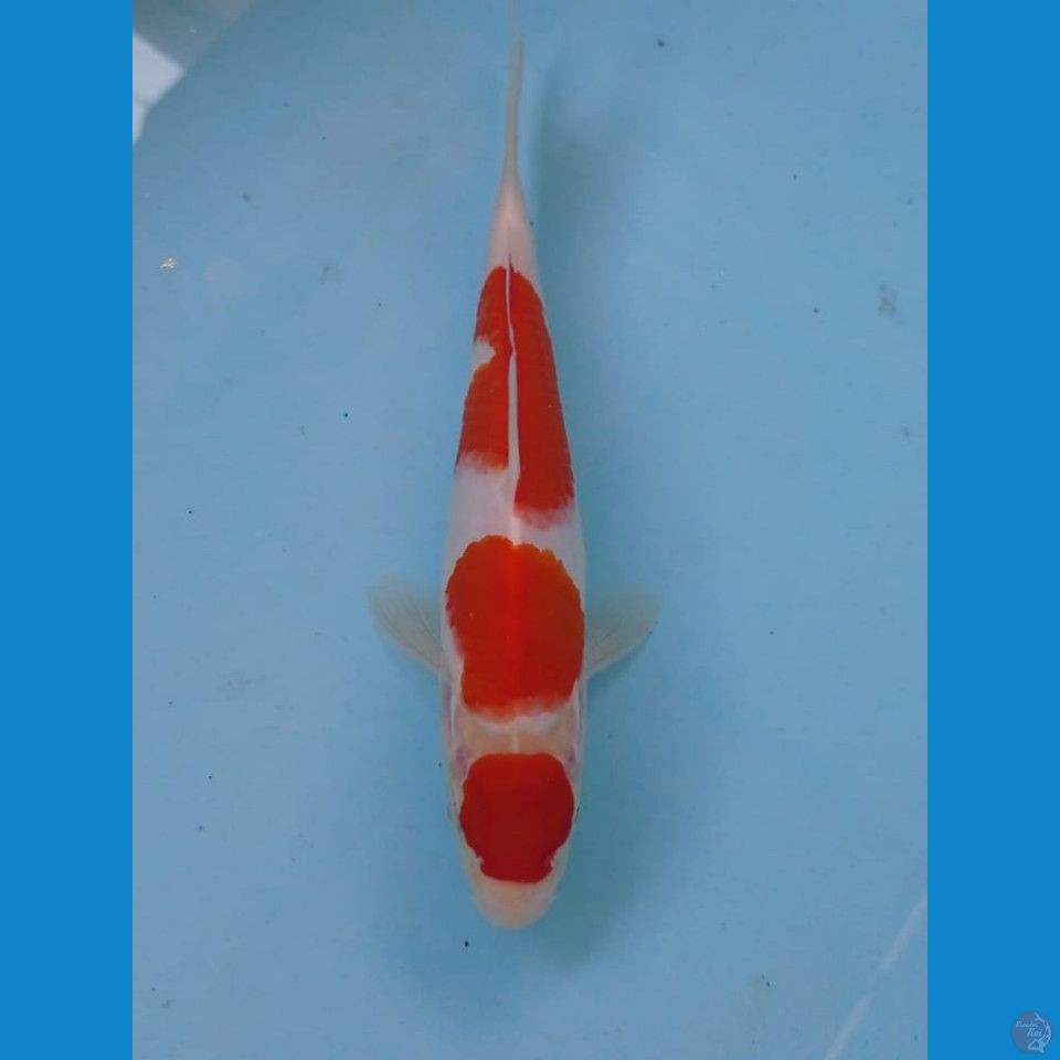 maruten kohaku, 21 cm