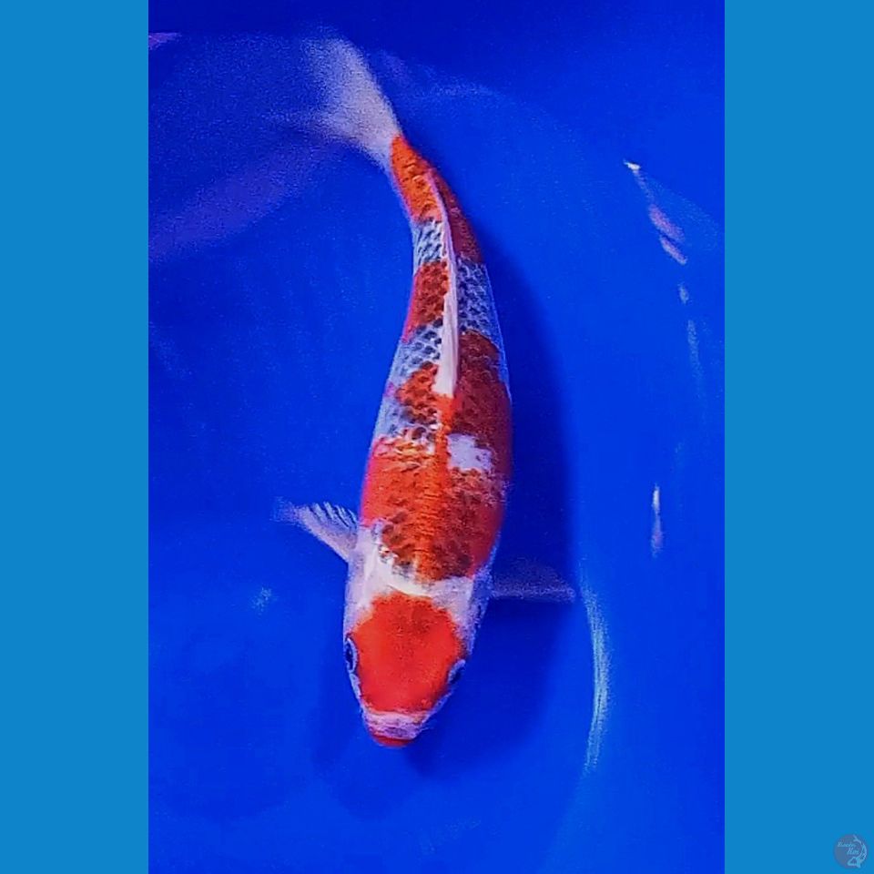 30cm red strong ghosiki