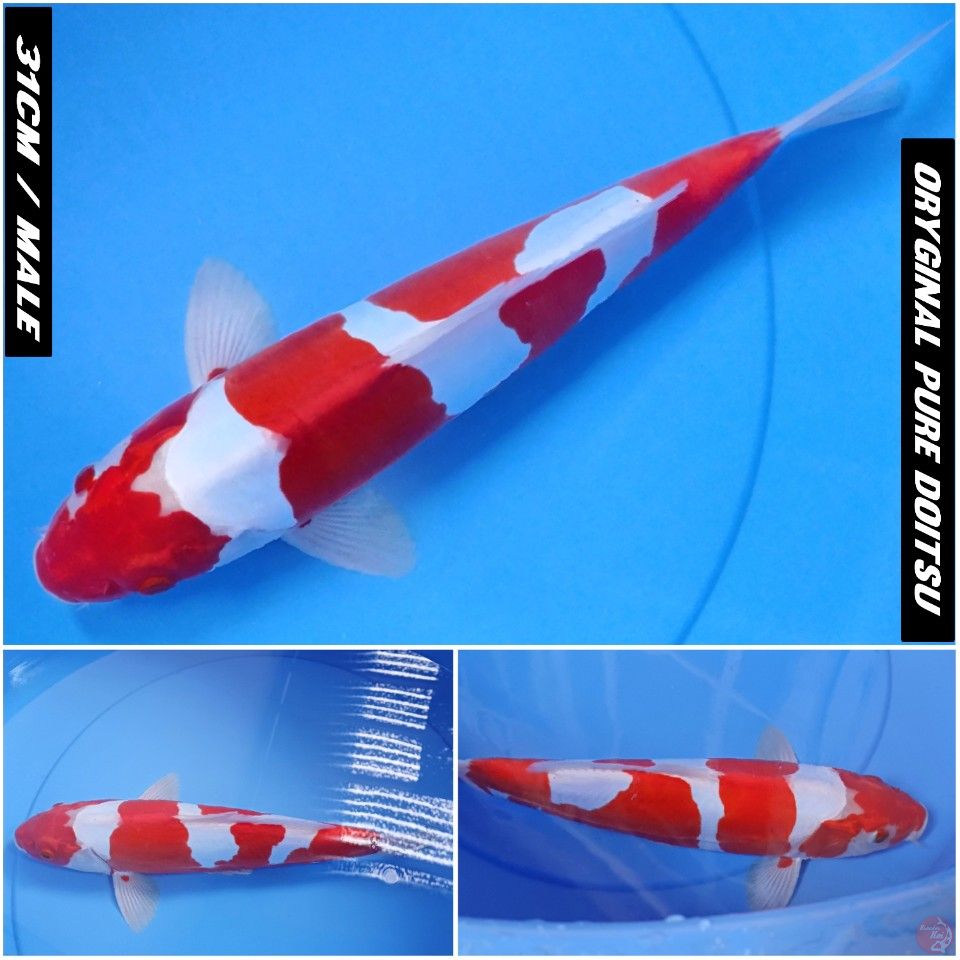 GEN KIKUSUI ANTIK SUPER QUALITY 31CM/MALE BENI TEMBUS PERUT 