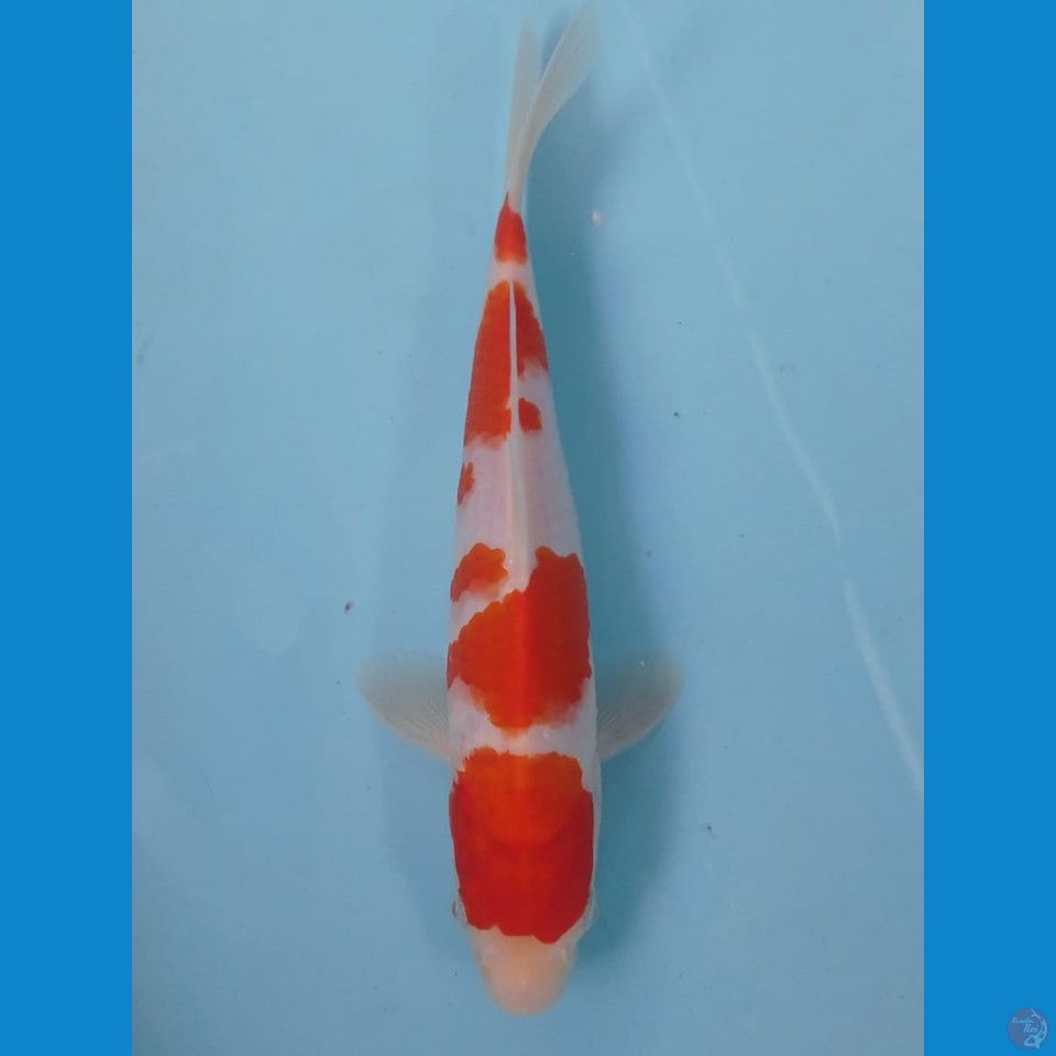 kohaku, 22 cm