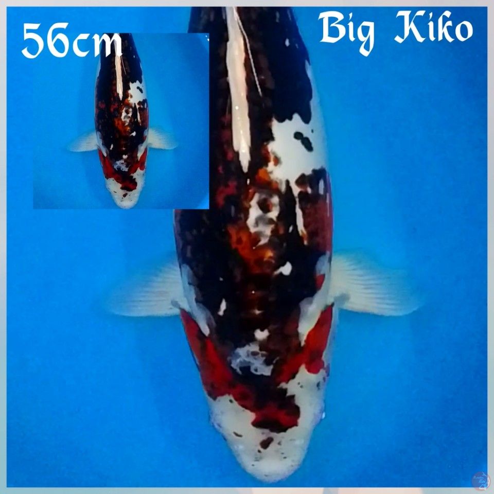 BIGG KIKO 56CM