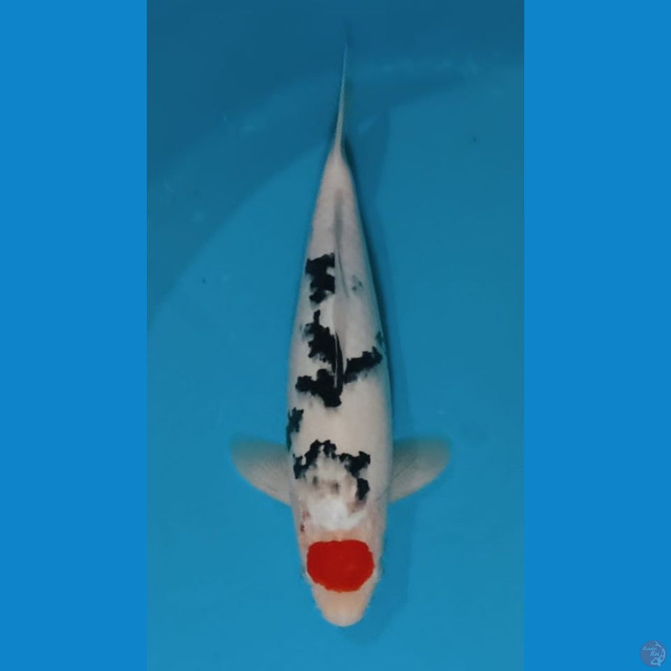 TC SANKE 35CM - MALE