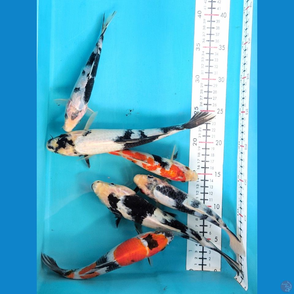 KOI MIX 6 EKOR 19-26CM