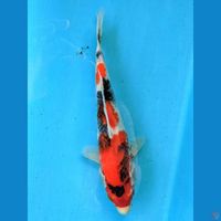 SHOWA 21CM FEMALE 