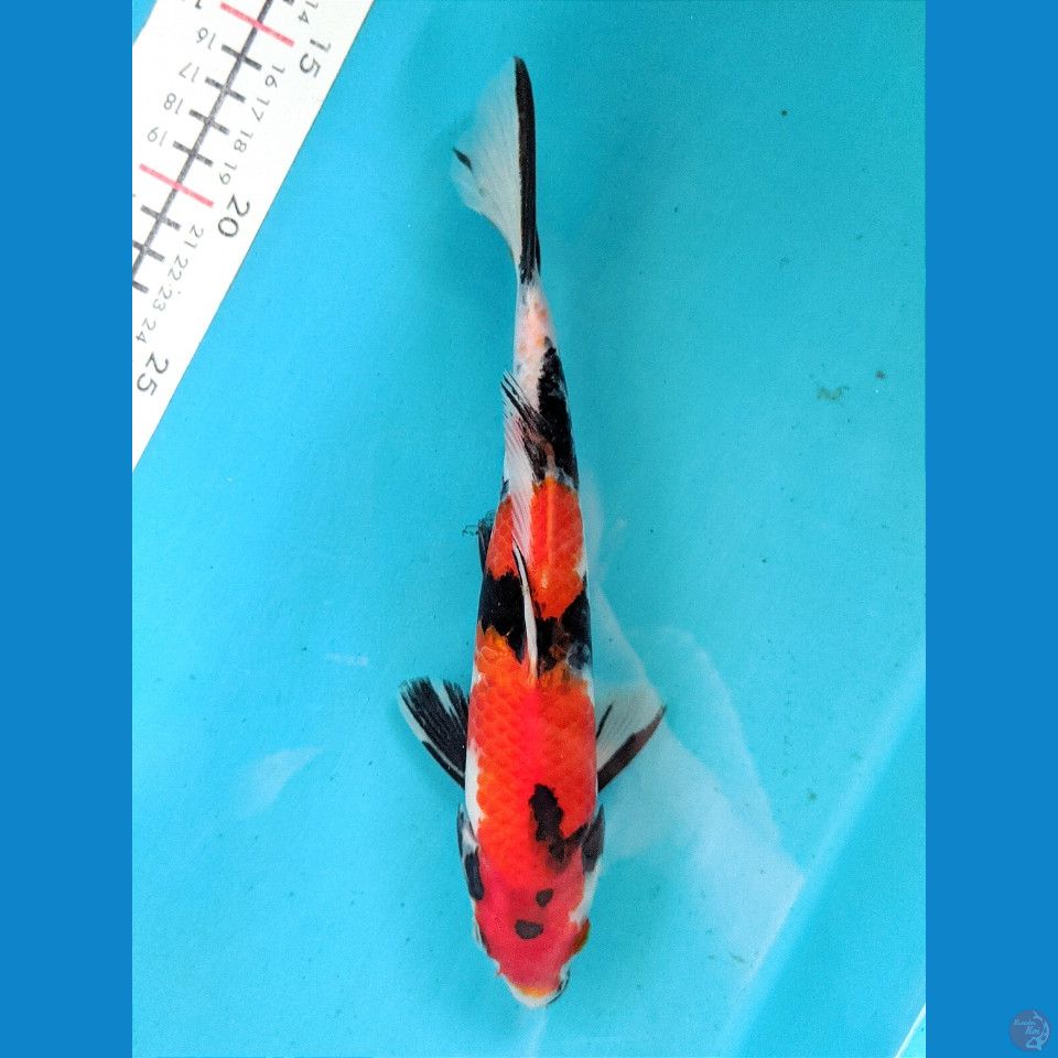 SHOWA 24CM MALE