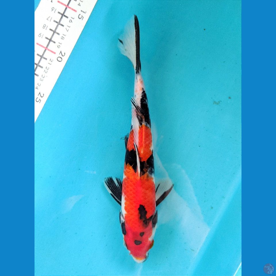 SHOWA 24CM MALE 