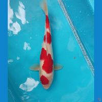 kohaku 30cm Jantan