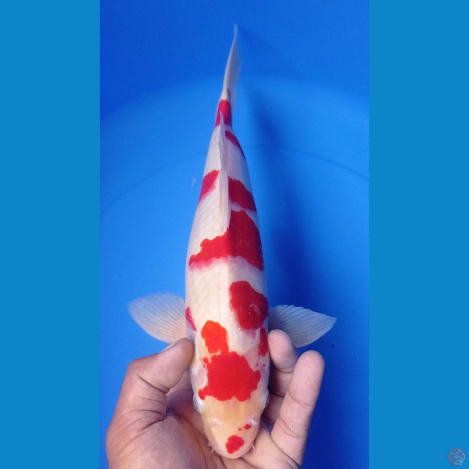 kohaku 34cm