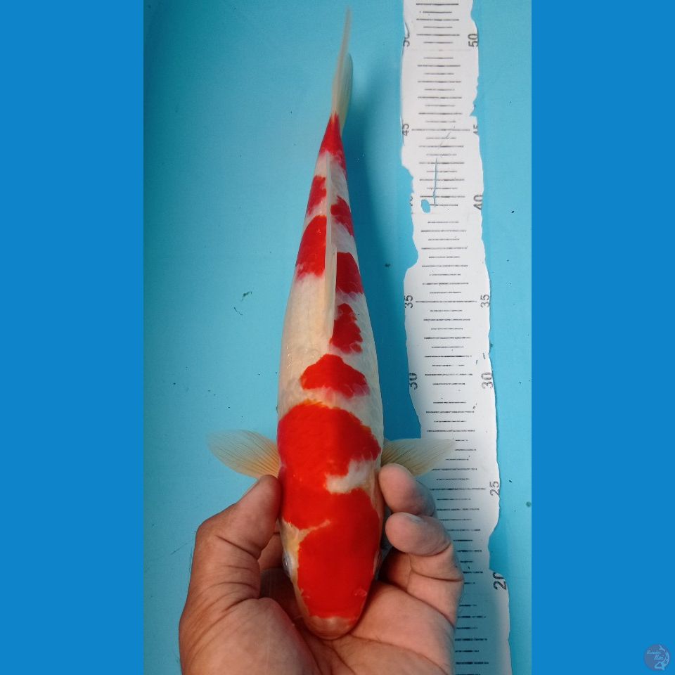 KOHAKU 31CM