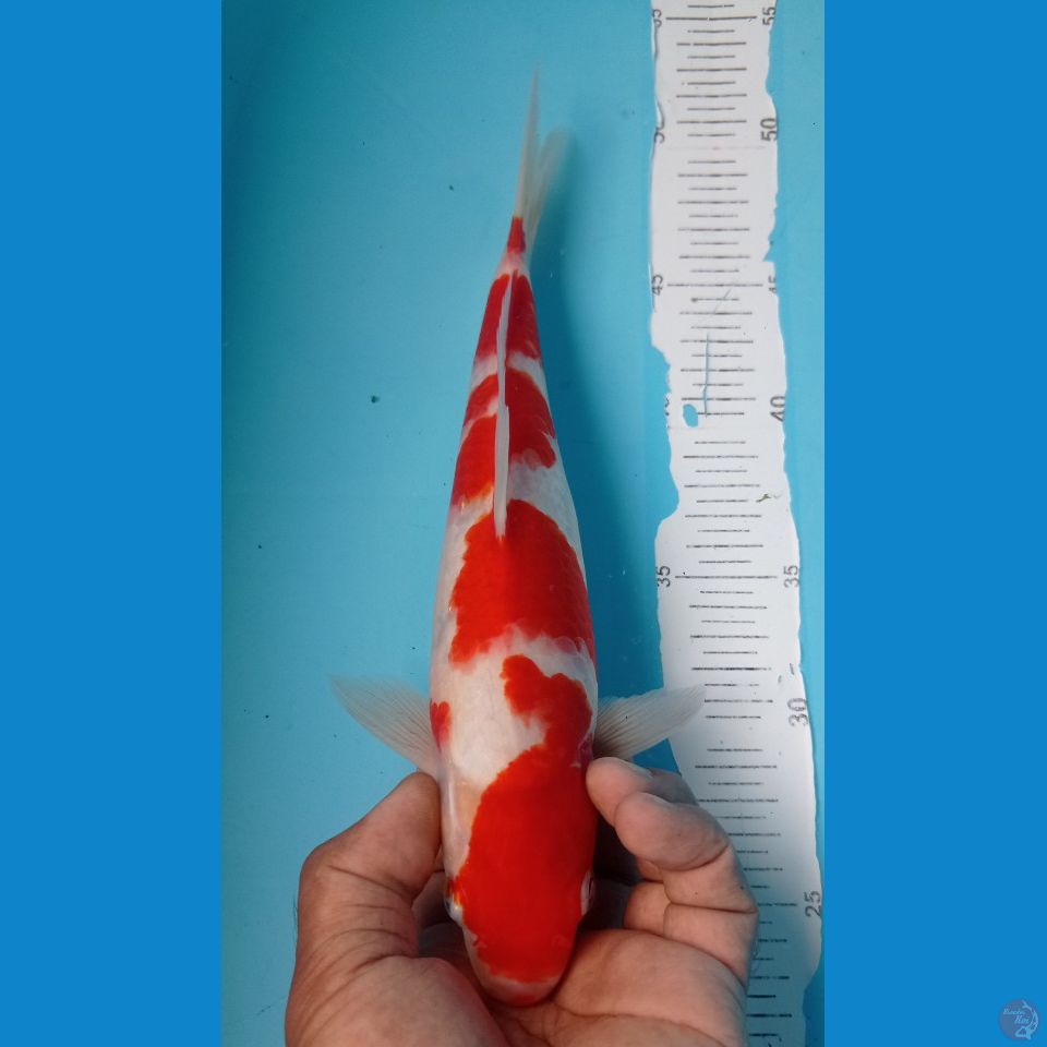 kohaku 29cm